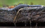 24_DSC1008_Northern_Crested_Newt_crumble_90pc